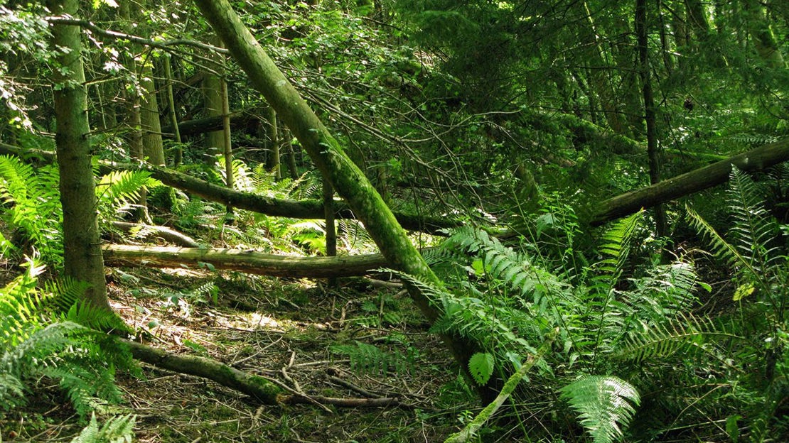 Fallen wood, Credenhill Park Wood