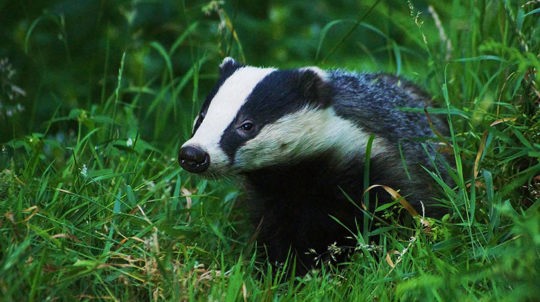 Badger in grass meadow, Credenhill Park Wood