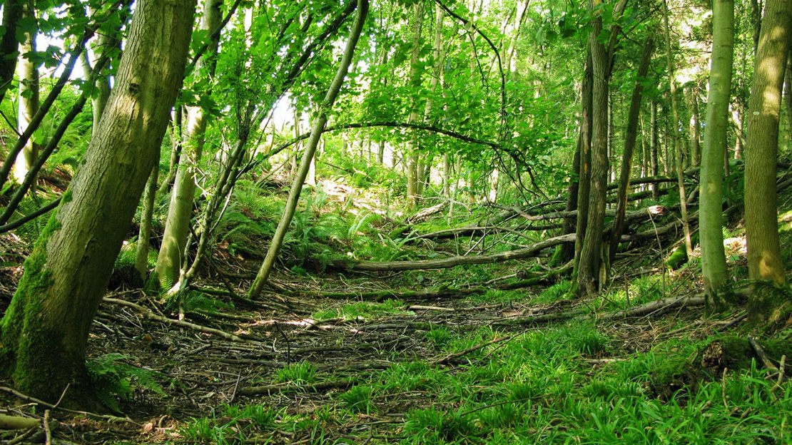 Fallen trees, Credenhill Park Wood