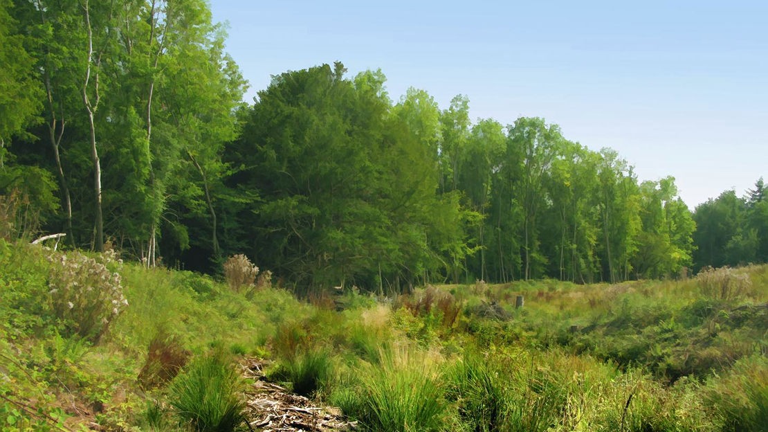 Approach to woods, Credenhill Park Wood