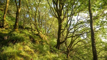 Mossy woodland slope, Crinan Wood