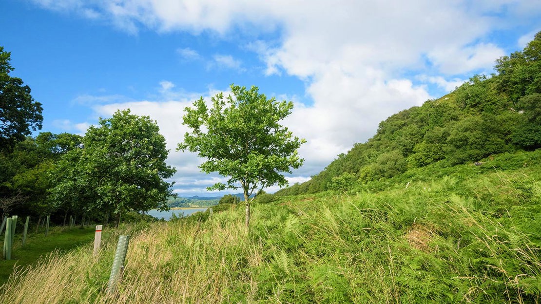 Newly planted trees, Crinan Wood