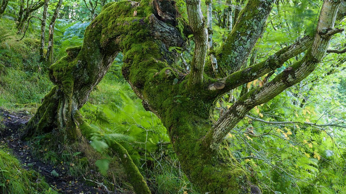 Phoenix oak, Crinan Wood