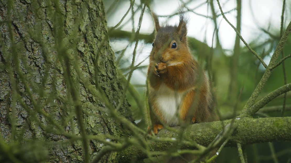 Red squirrel on tree branch, Crinan Wood