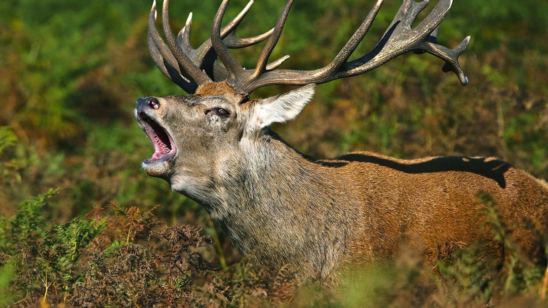 Stag, close-up, Crinan Wood