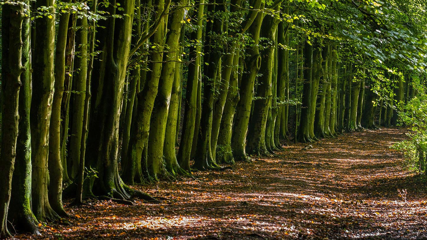 Is There An App To Identify Wood / Identify Wild Flowers And Berries