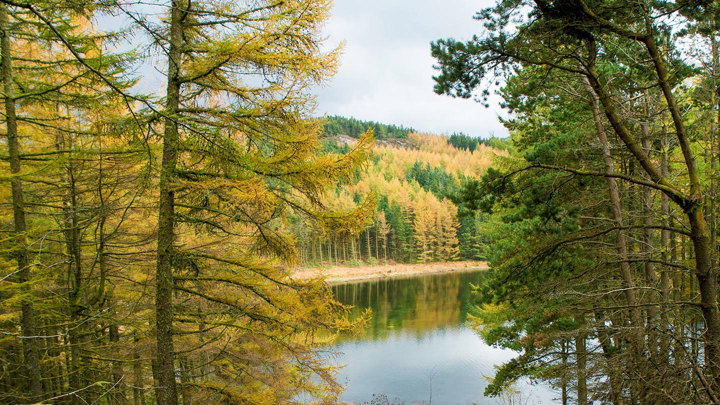 Cwm Mynach Visiting Woods Woodland Trust