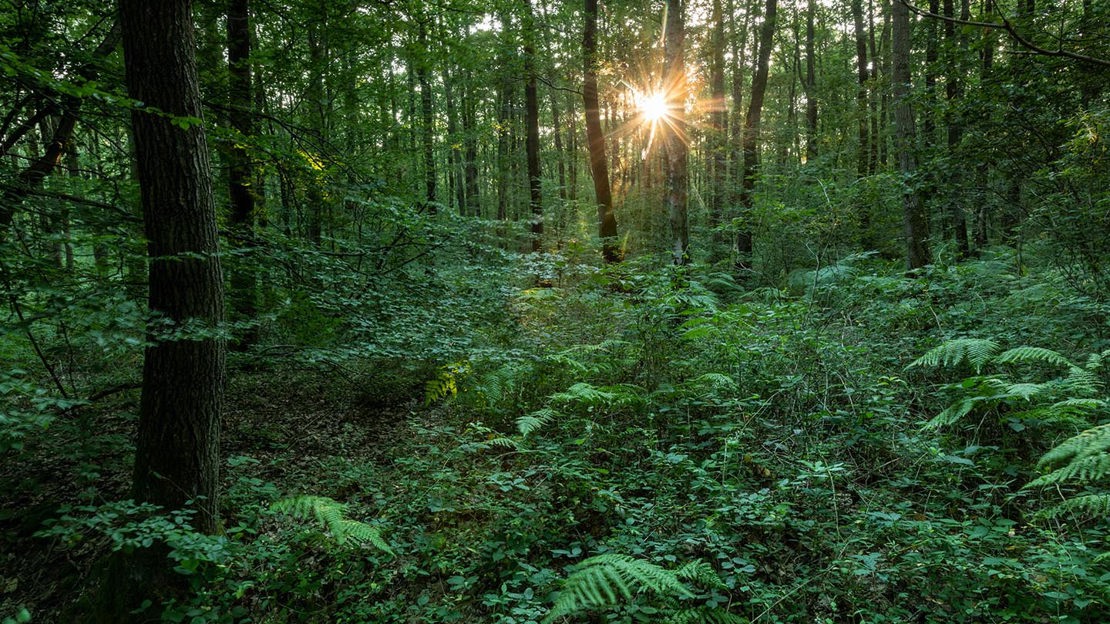 Dering Wood - Visiting Woods - Woodland Trust