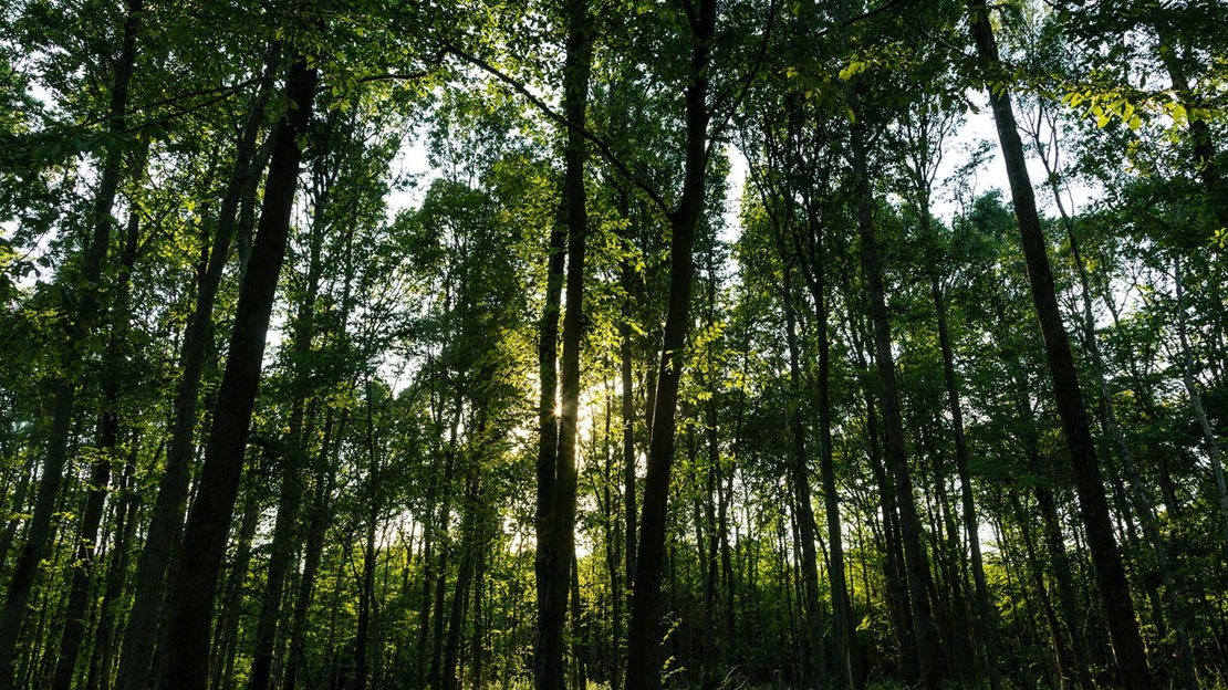 Looking up into canopy, Dering Wood