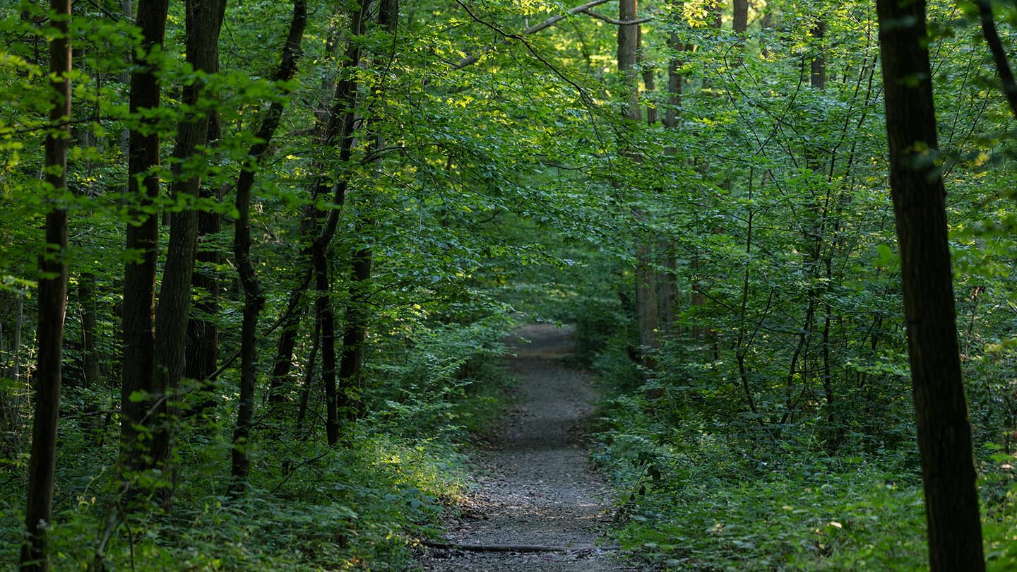 Dering Wood - Visiting Woods - Woodland Trust