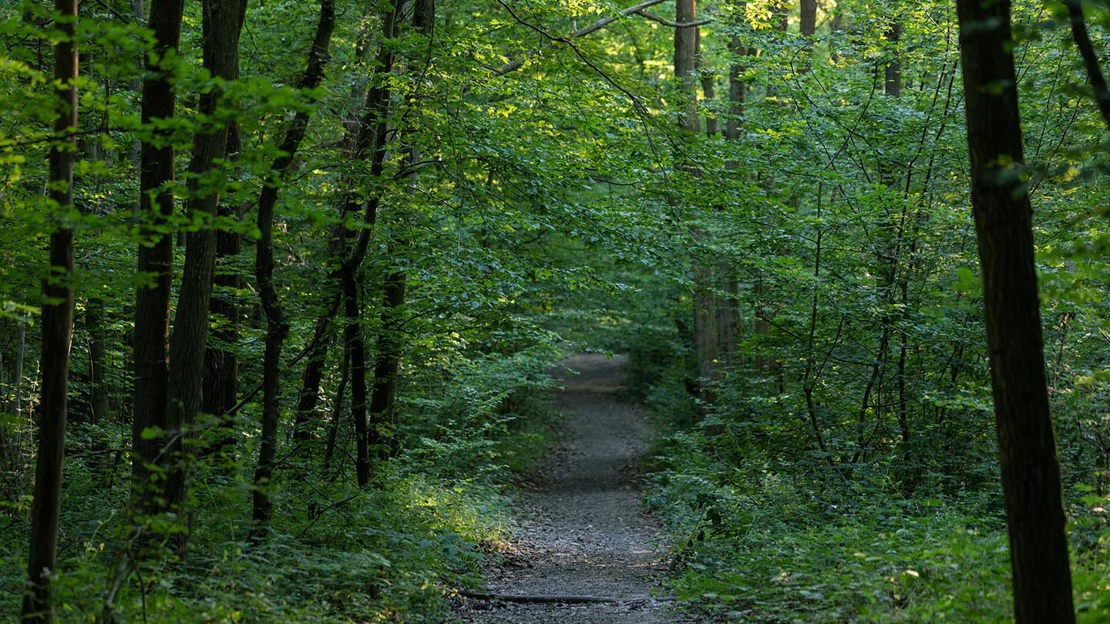 Dering Wood - Visiting Woods - Woodland Trust