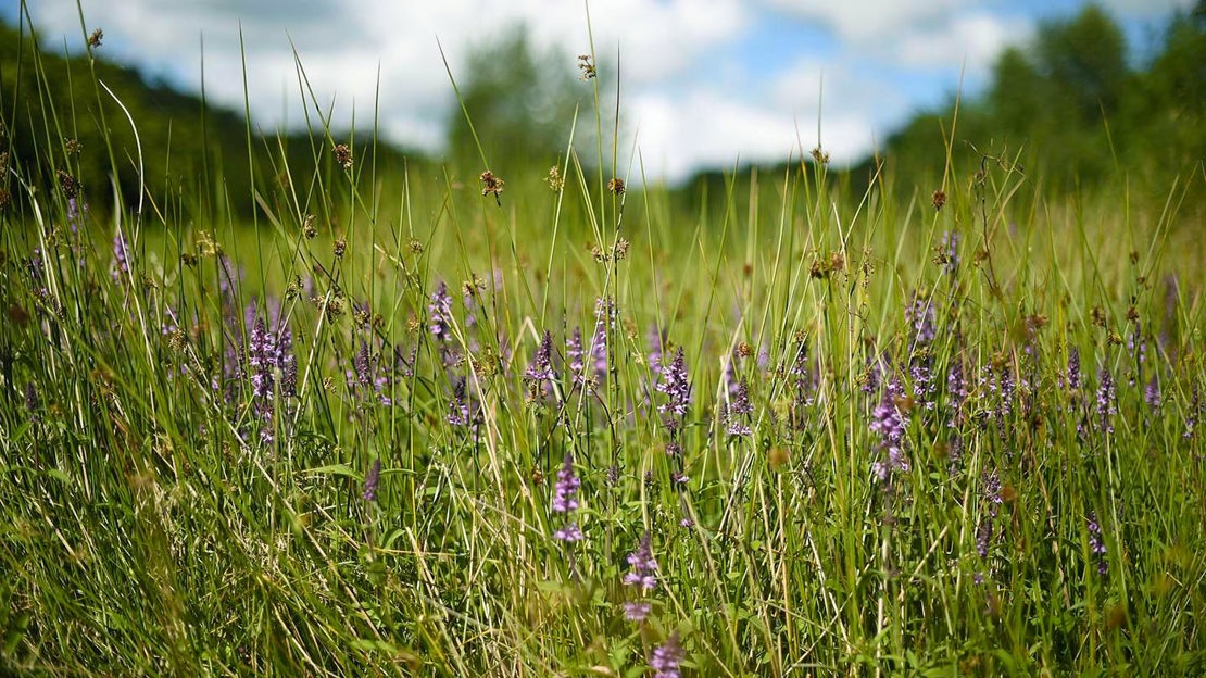 Summer meadows, Drumnaph Wood