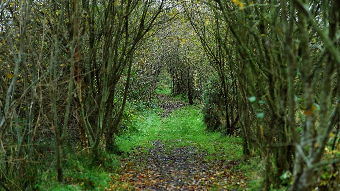 Grass path through Drumnaph Wood