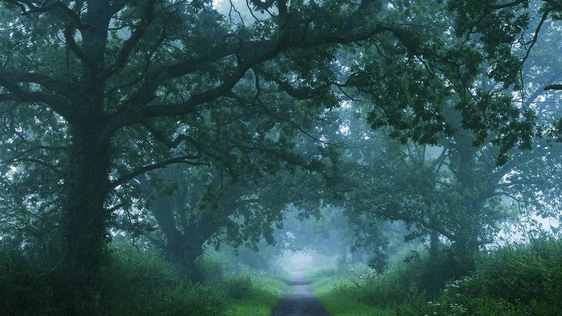Misty path through avenue of trees, Duncliffe Wood
