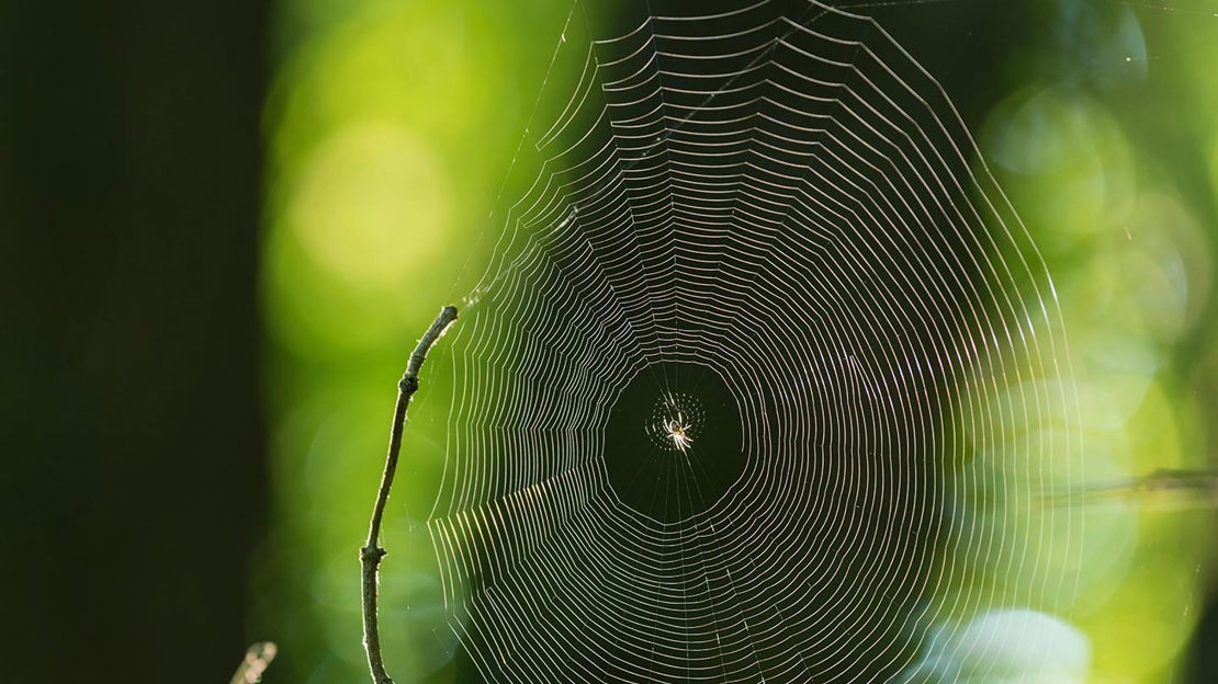 Spider in centre of web, Fingle Woods
