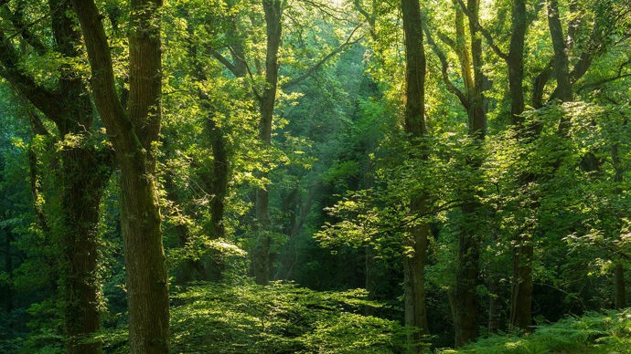 Sunlight through green leaved trees, Fingle Woods