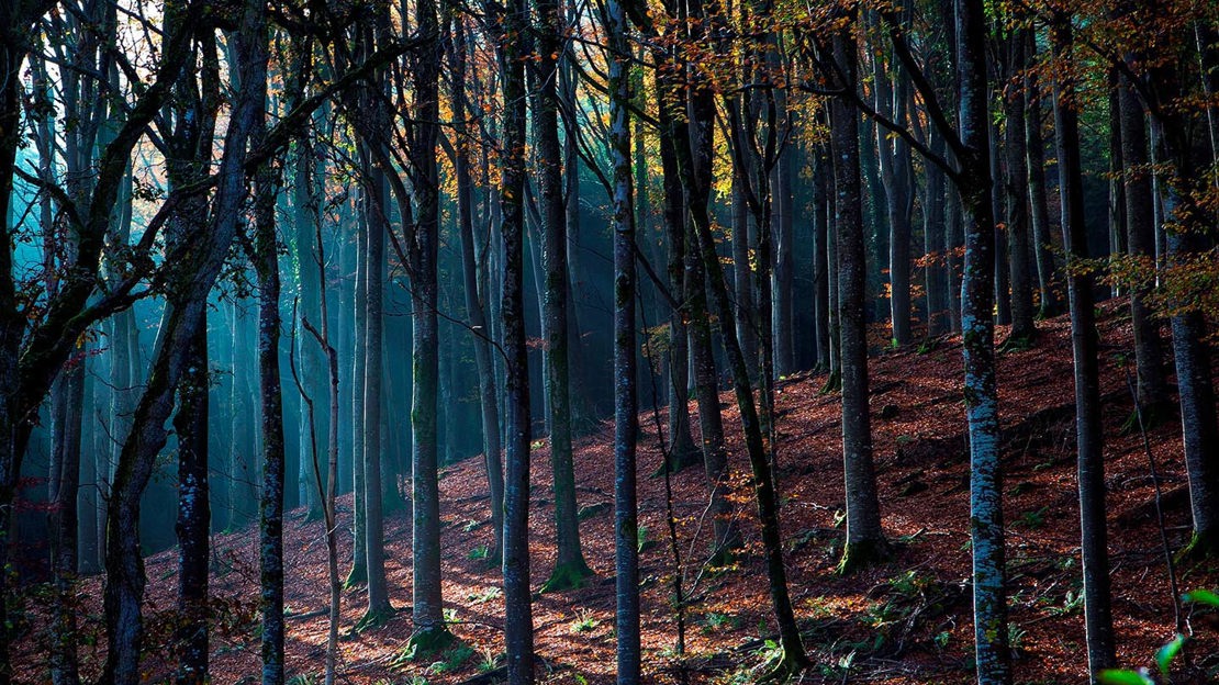 Tall autumnal trees, Fingle Woods