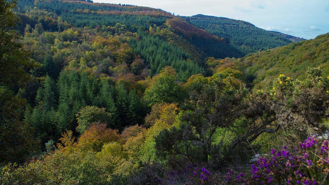 Fingle Woods viewed from hillside