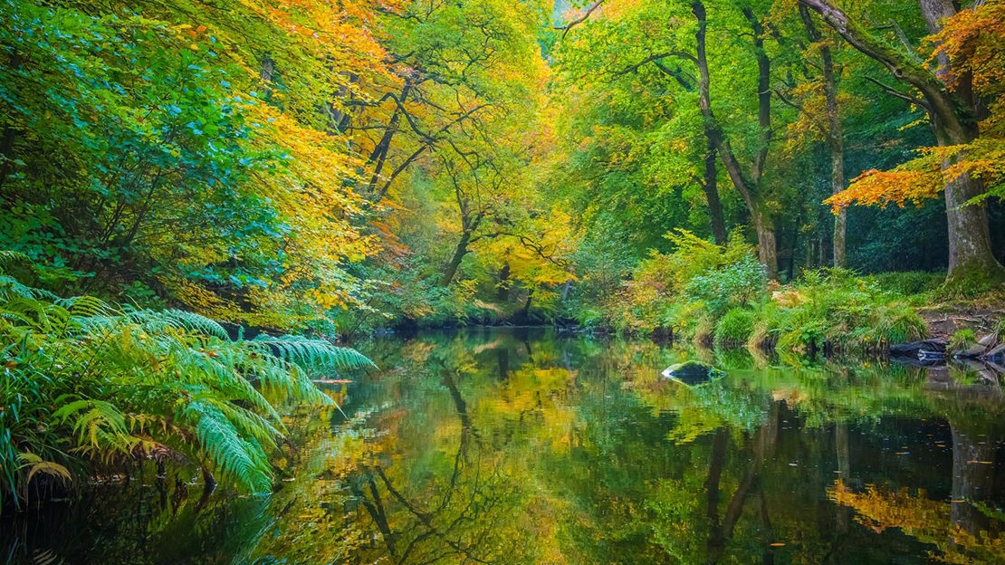 Autumnal trees reflected in river, Fingle Woods