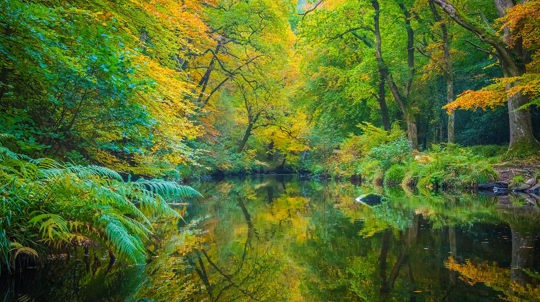 Autumnal trees reflected in river, Fingle Woods