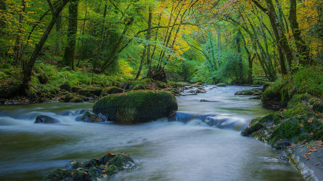 River flowing through Fingle Woods