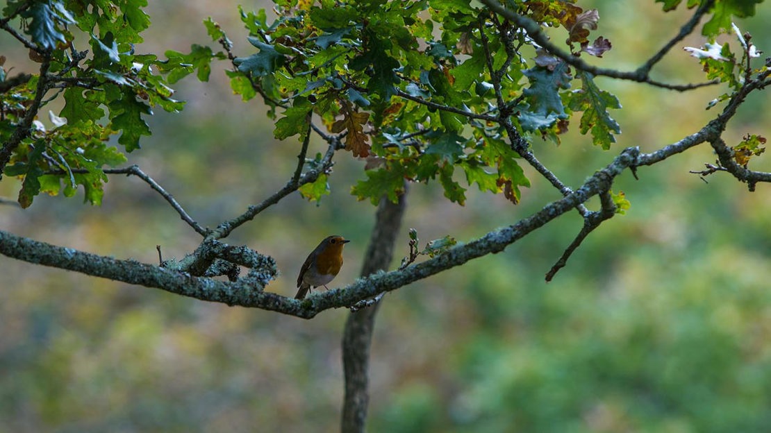 Robin on branch, Fingle Woods