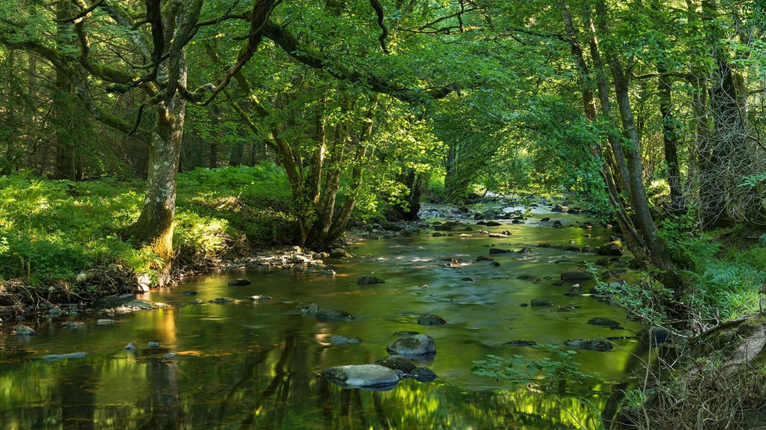 Rock-filled river, Fingle Woods