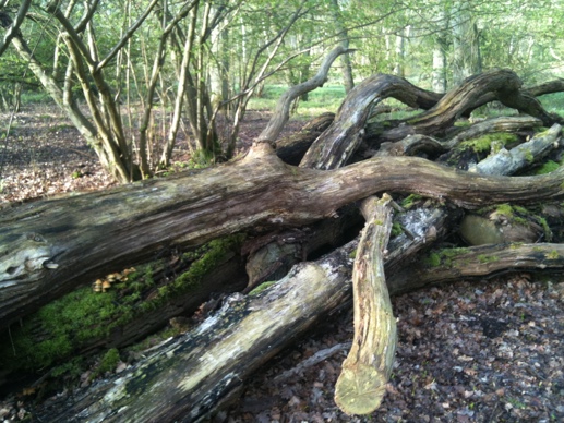 Munks Tree Monks Wood - Woodland Trust