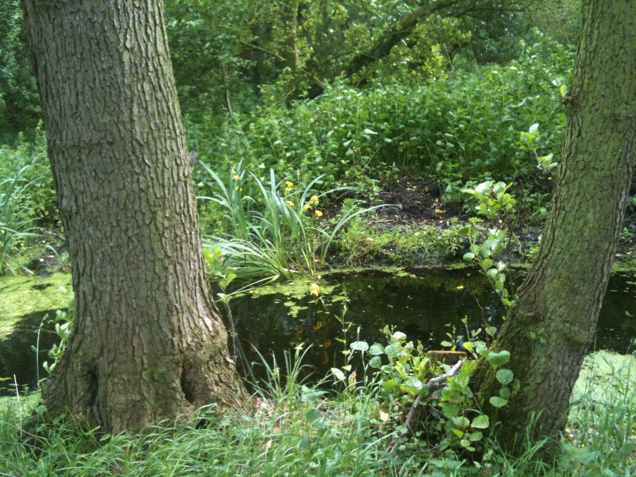 Woodwalton Fen