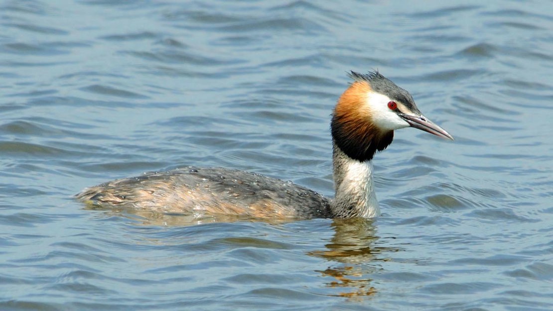 Great Crested Grebe swimming