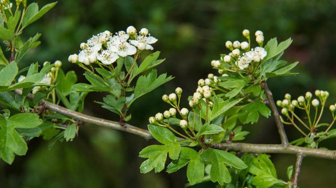 Hawthorn leaves, close-up, Fountains Wood