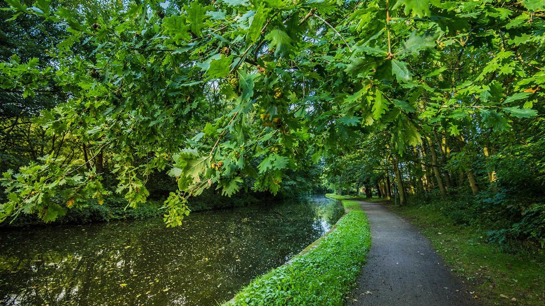 Oak branches, Fountains Wood