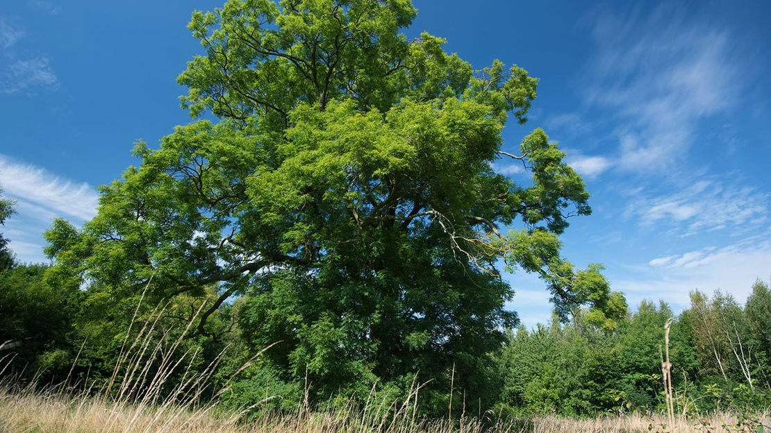 Large tree in summer, Foxley Wood