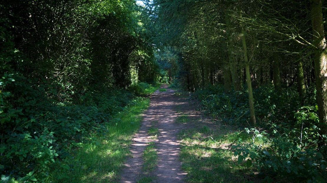 Dappled sunlight on path through Foxley Wood
