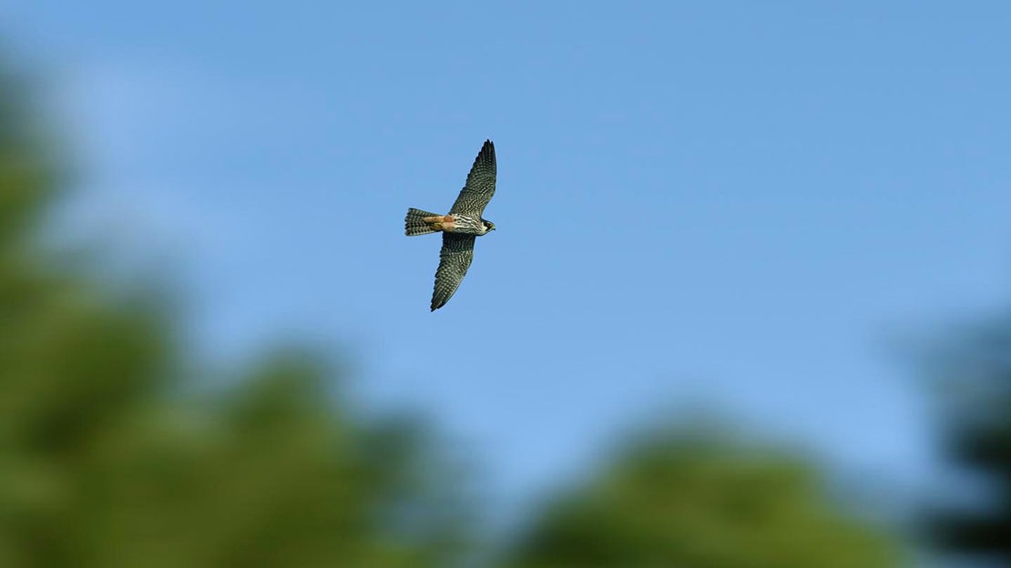 Sparrowhawk in flight, Foxley Wood
