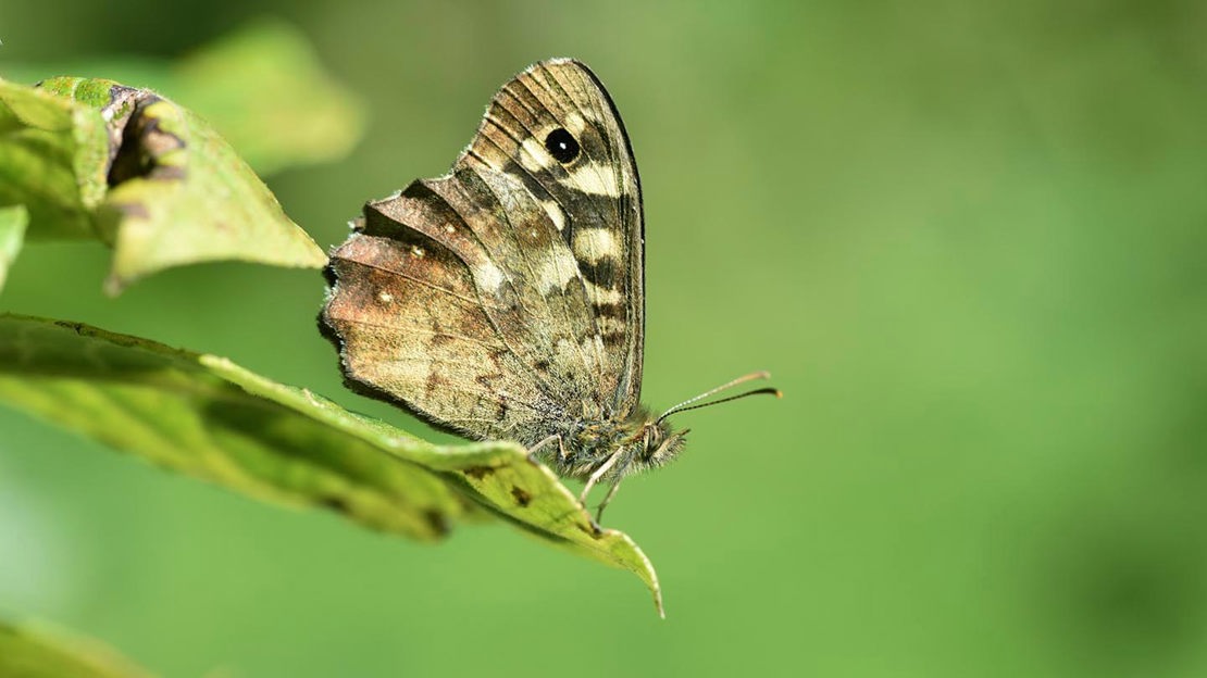 Speckled Wood Butterly on leaf, Foxley Wood