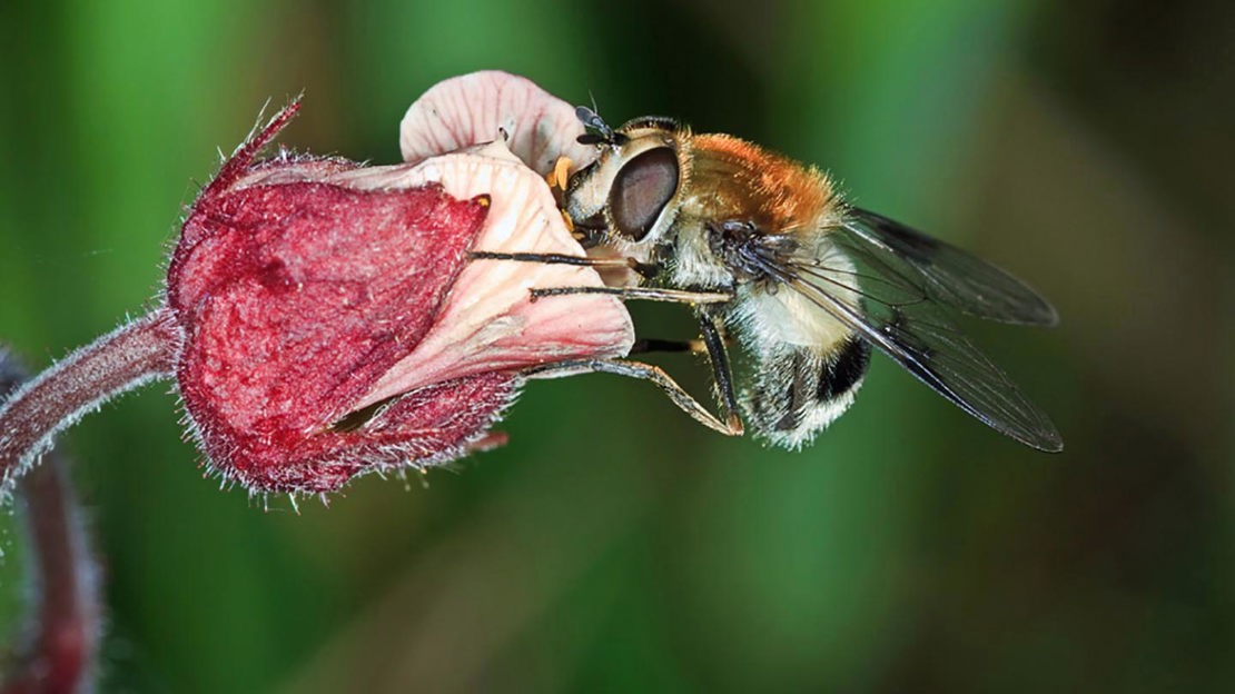 Bee collecting pollen, Foxley Wood