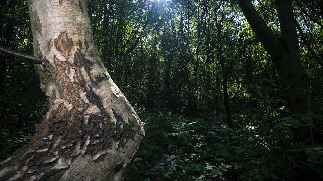 Bent tree trunk and view into Foxley Wood