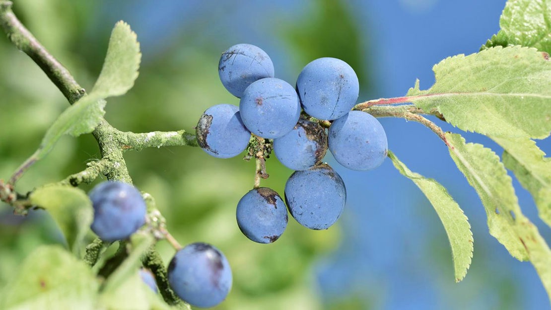 Sloes, close-up, Foxley Wood