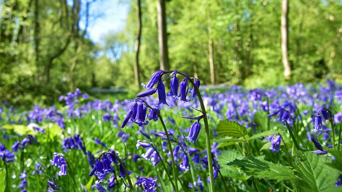 Bluebells, close-up, Foxley Wood