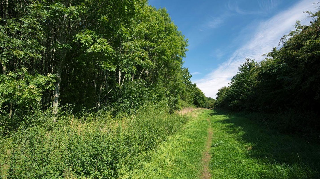 Grass path through Foxley Wood