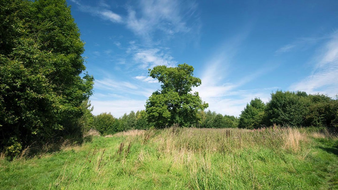 Grassland, Foxley Wood