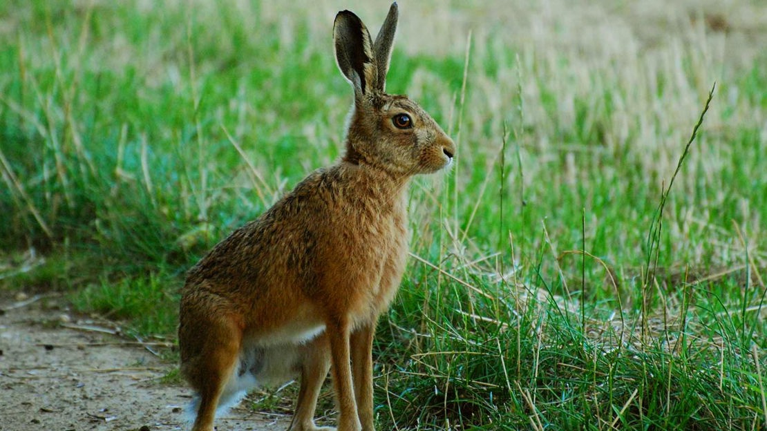 Watchful Hare, Geordie's Wood