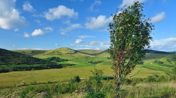 Rowan tree on ridge, Glen Quey