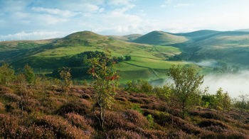 Rowan saplings on hillside, Glen Sherup
