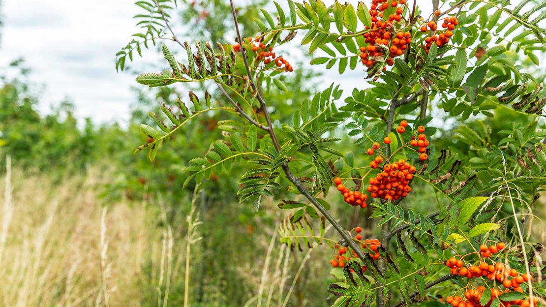 Rowan Berries, close-up, Gorse Field, Harris Grove & Balls Meadow