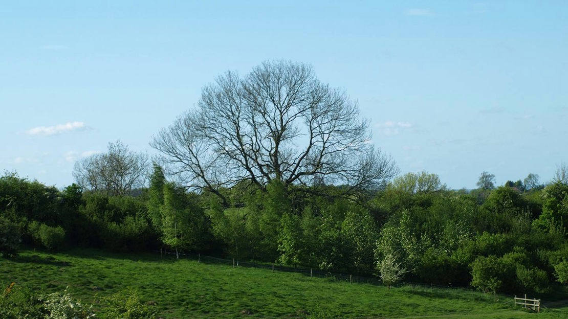 Treeline, Gorse Field, Harris Grove & Balls Meadow