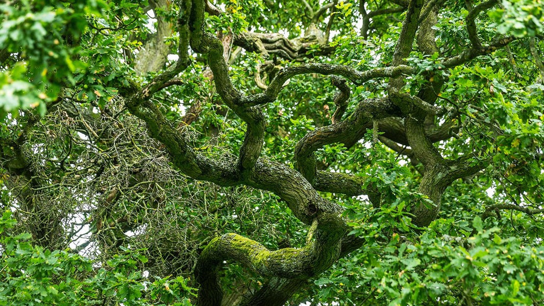 Twisted trees, Gorse Field, Harris Grove & Balls Meadow