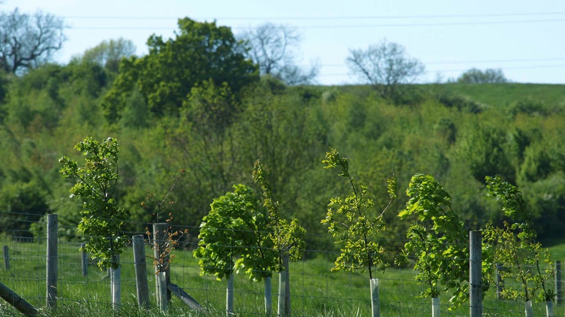Young saplings in tree tubes, Gorse Field, Harris Grove & Balls Meadow