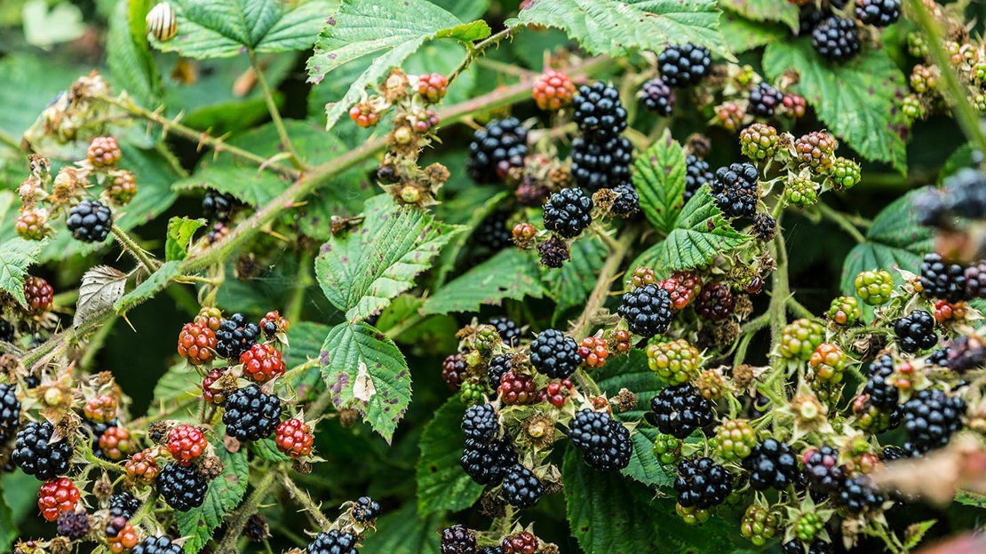 Ripening blackberries, close-up, Gorse Field, Harris Grove & Balls Meadow